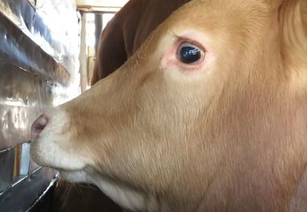 Live animal transport