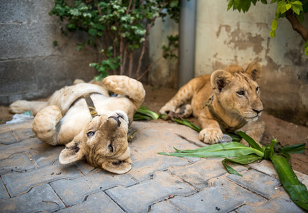 Rescue Max and Mona Two lion cubs lying on the ground wearing leashes