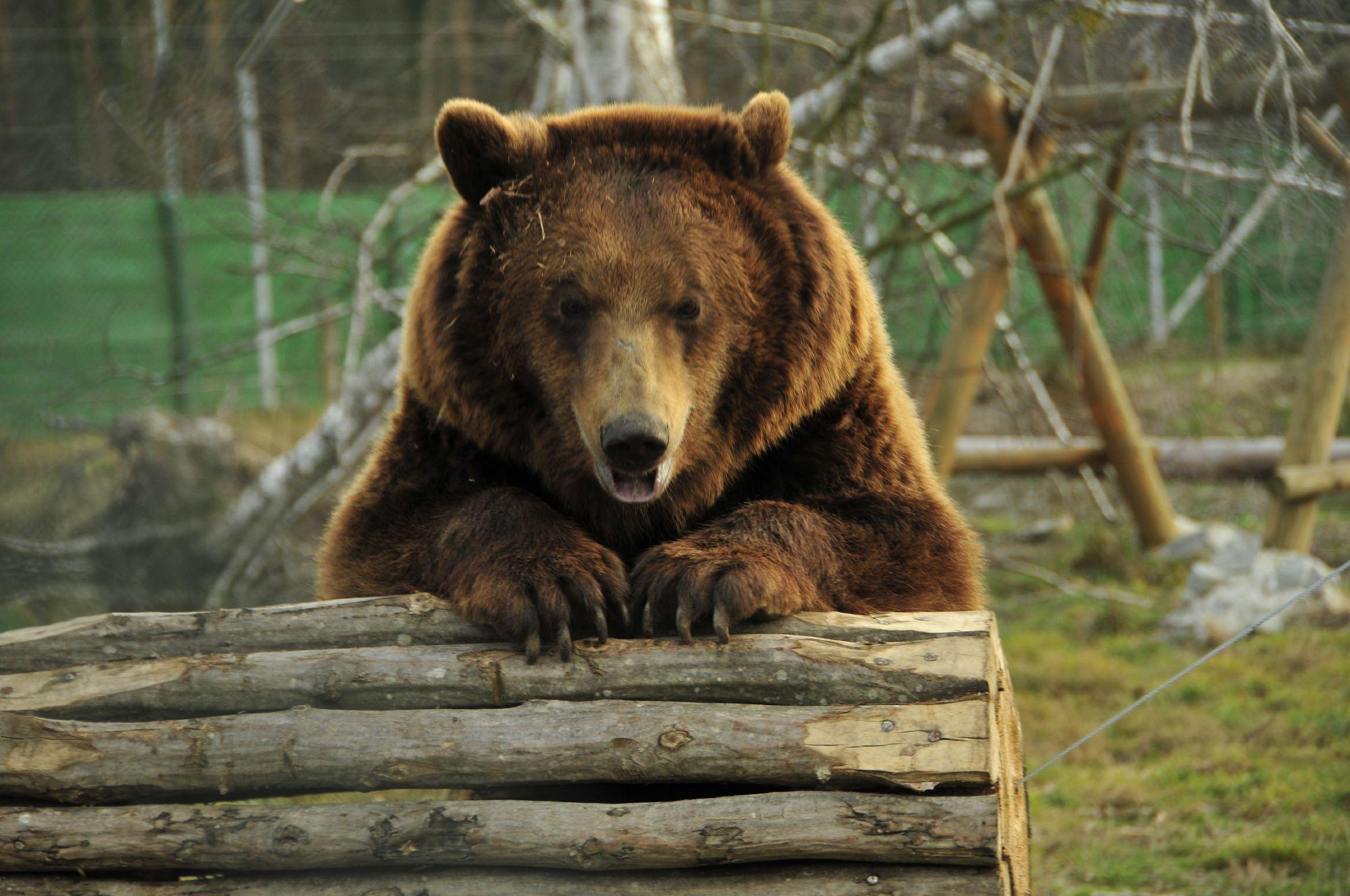 Bear Masha at BRC 2015