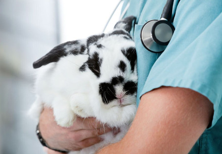 Rabbit at the vet