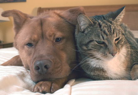 A cat and a dog lying next to each other in a bed