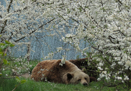 Rescue Bear Michal Michal at