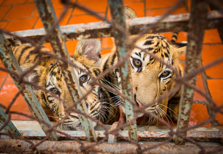 Two tigers in a cage