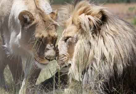 Big Cats: Way of Life & Behaviour
