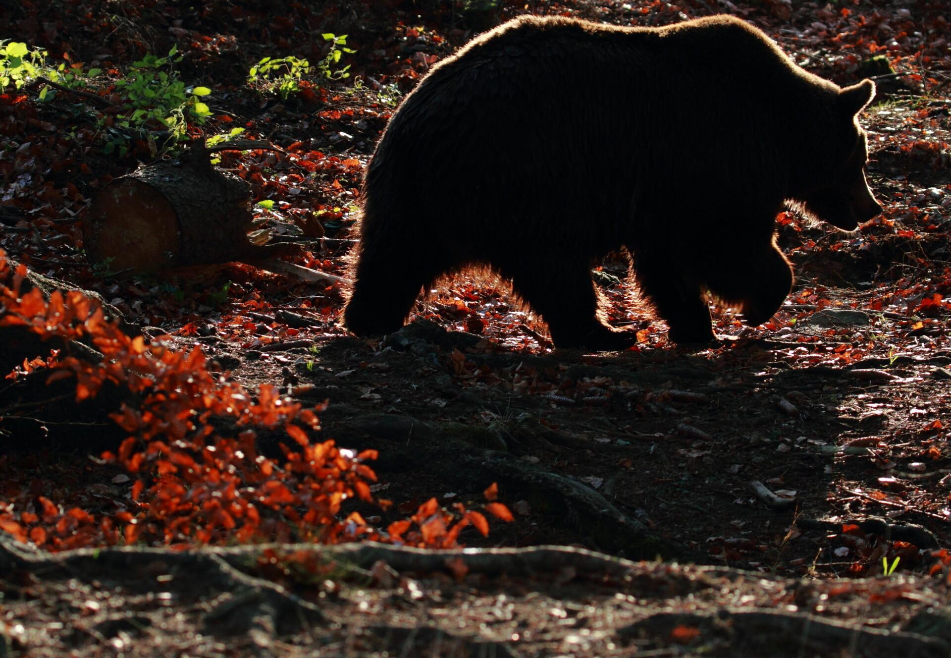 Bear at BEAR SANCTUARY Arbesbach
