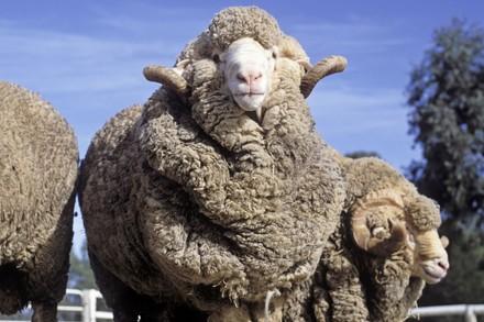 The wool industry isn't as animal friendly as you might think Lamb in the wool industry