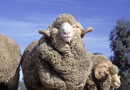 Economic Study on Transitioning to Non-Mulesed Sheep Merino sheep with horns