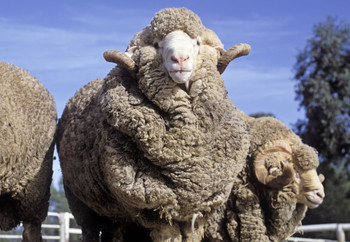 Herd of Merino sheep