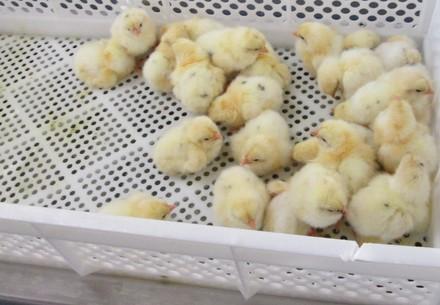 Day-old chicks on the assembly line