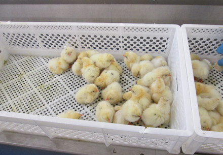 Chicks that just hatched