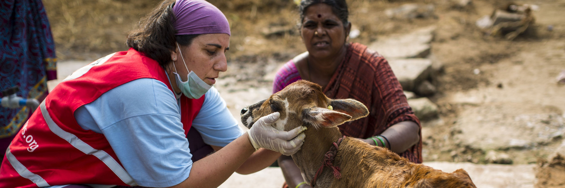 FOUR PAWS team in action