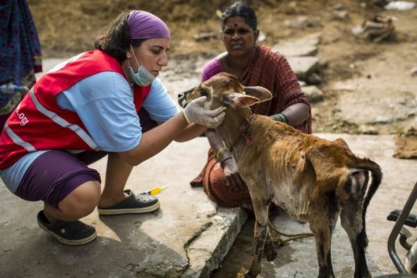 Disaster Relief for Animals Helping a calf following the severe Chennai flooding in India