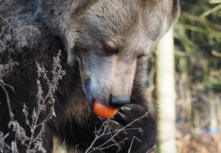 Bear eating a tomato