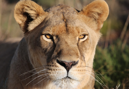 Lioness staring directly at the camera