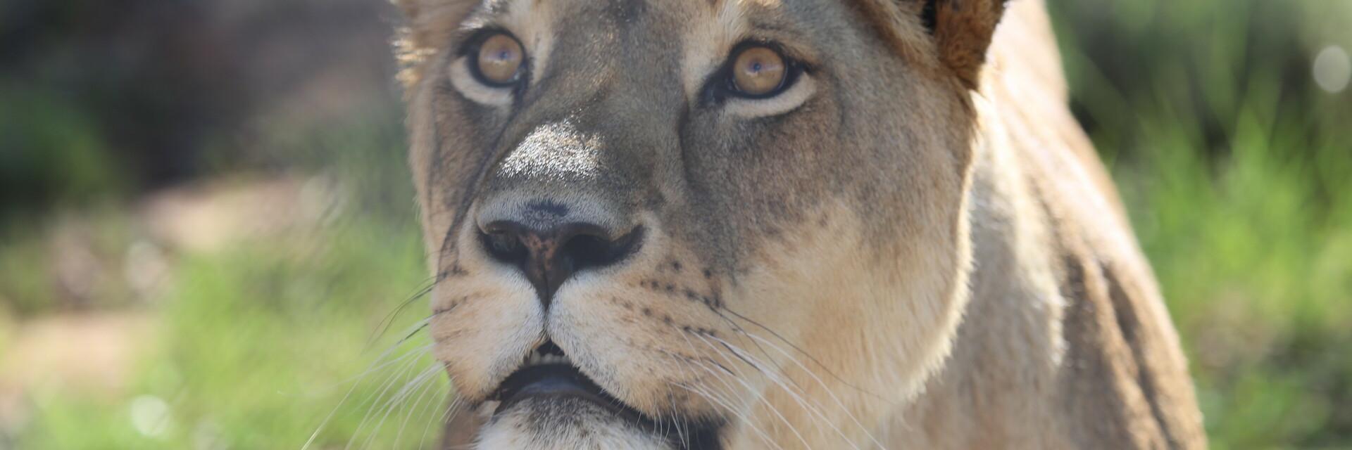 Support our rescued big cats