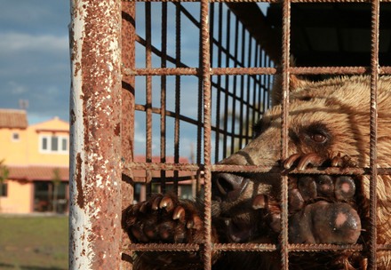 Bear in a cage in Albania
