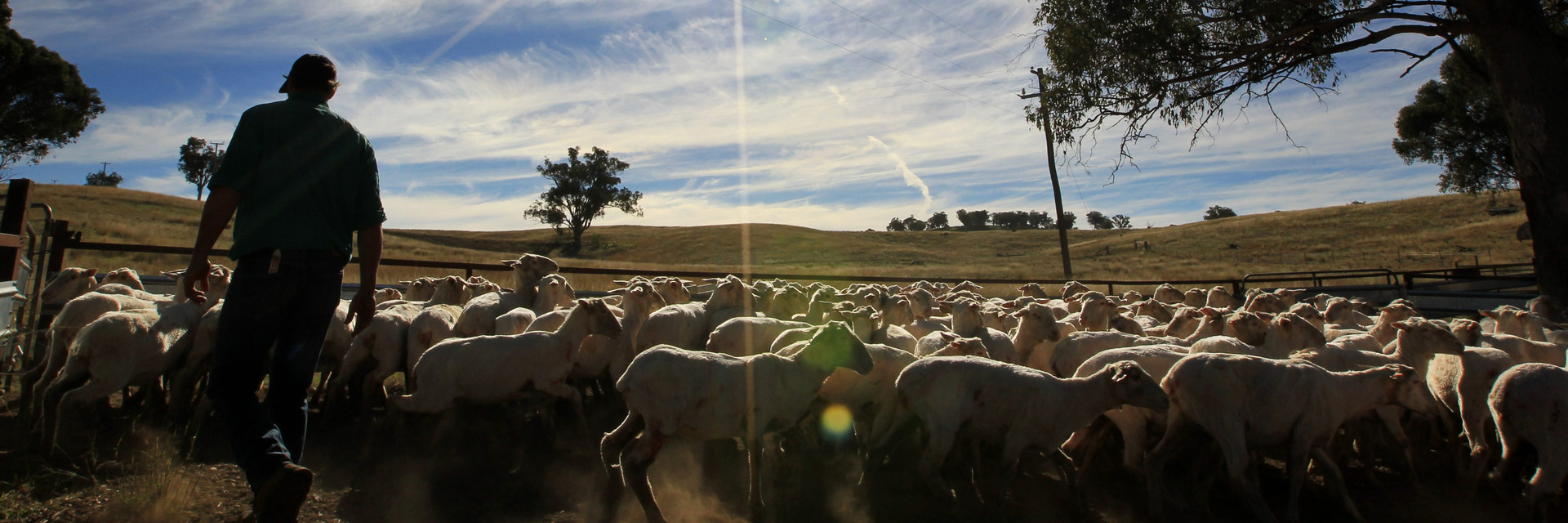 Wool grower in a flock of non-mulesed pheep