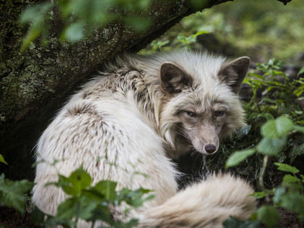 Animals used for fur Animals used for fur