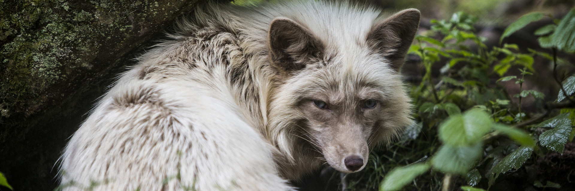 Why wear it kind? Fox