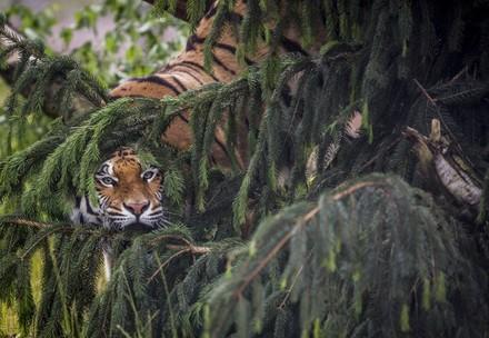 Rescue Tigress Cara Tigeress Cara