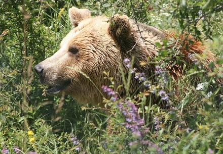 Brown bear in a field