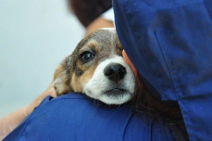 man holding a puppy