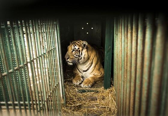 Tiger at Khan Younis Zoo in Gaza