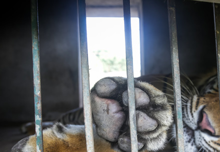 Caged tiger lying in concrete room 