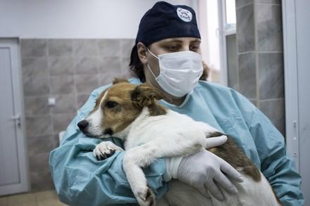 Animal Welfare and COVID-19