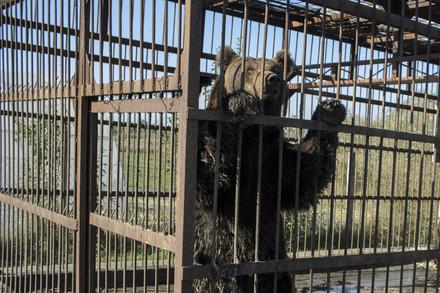 Bear in a cage in Serbia