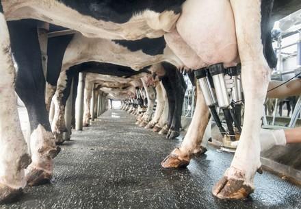 Dairy cows being milked