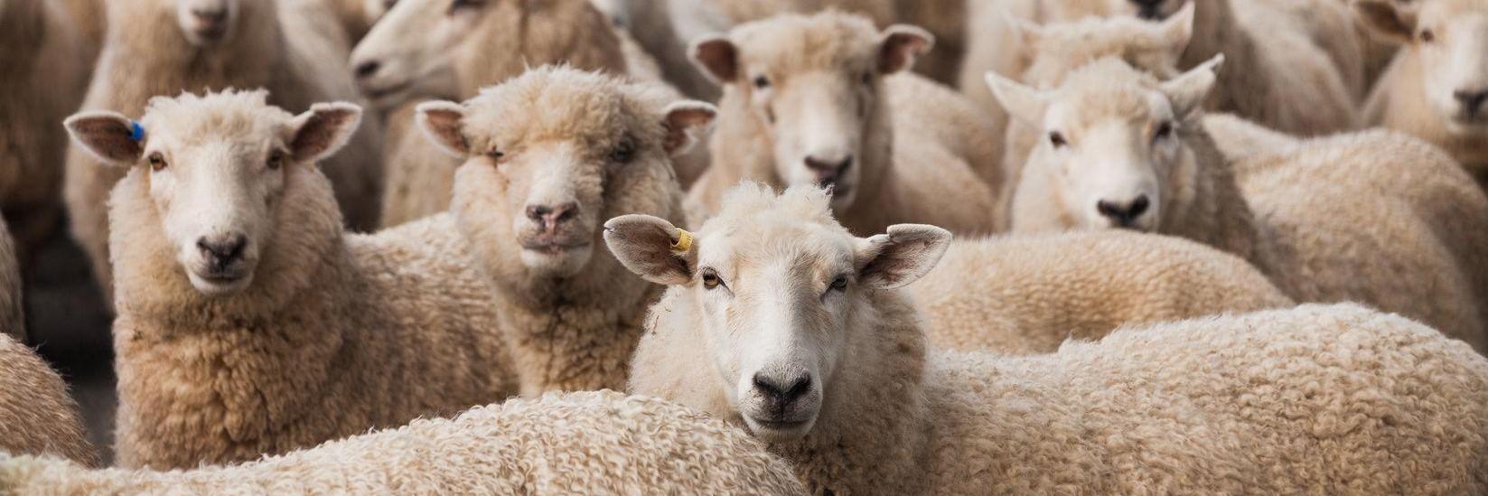 Progress towards a non-mulesed future Flock of sheep