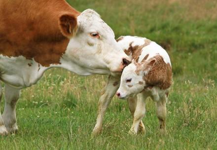 Cow and calf