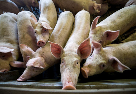 Pandemics and Animal Welfare Factory farming