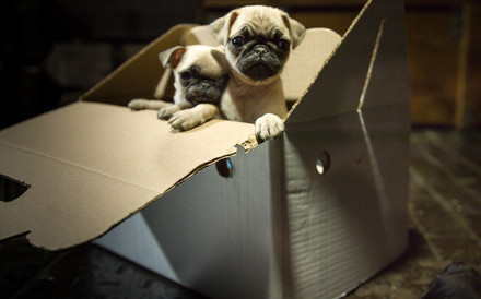 Anonymous and dangerous: Illegal puppy dealers to be evicted from online classifieds