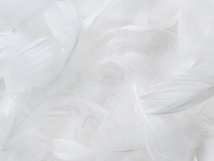 Down Industry Down feathers