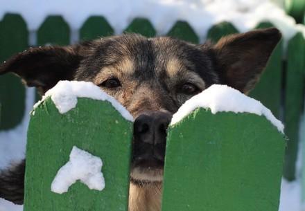Dog behind a fence