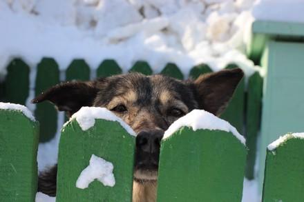 Dog behind a fence