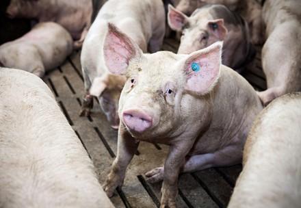 Farm animals need our help!