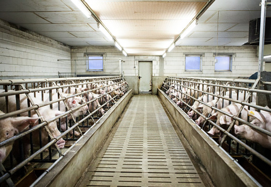 Intensive farming of pigs