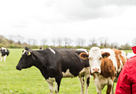Helping Farm Animals