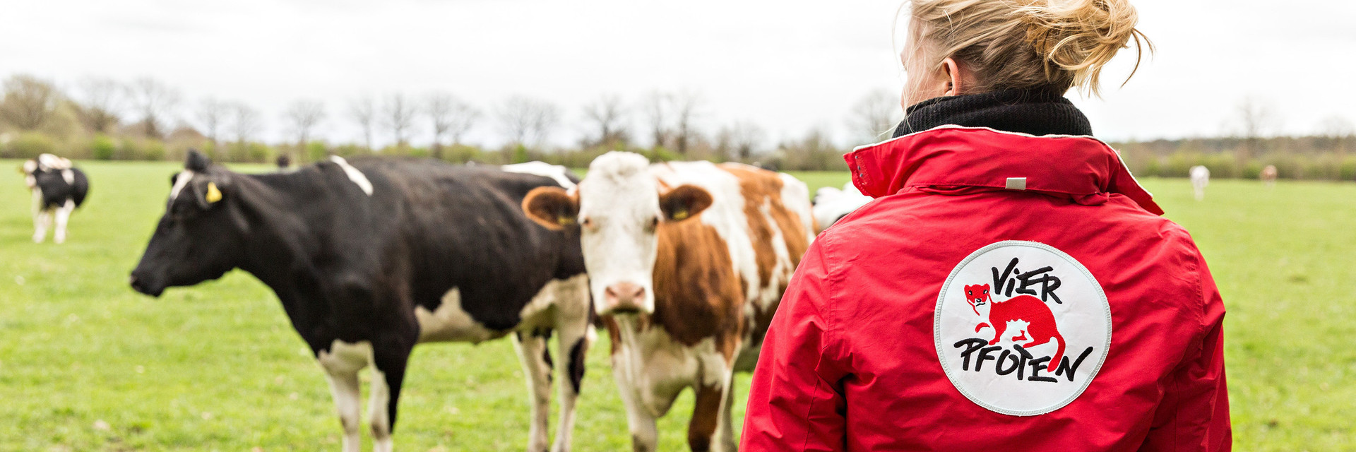 Working at FOUR PAWS