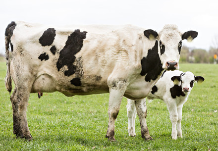 Mother cow and calf in a field