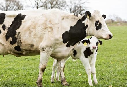 Mother cow and calf