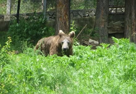 Bear Violeta enjoys her life Bear Violeta enjoys her life