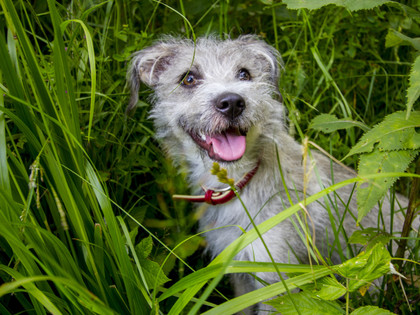 Happy grey dog with a red collar in a field Happy grey dog with a red collar in a field