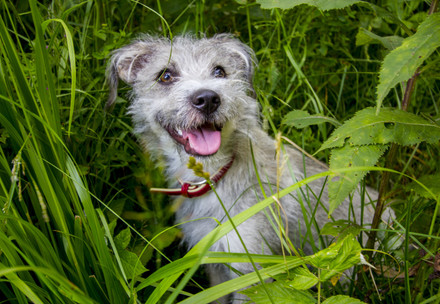 Little grey dog in a field