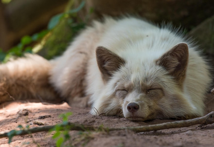 Fur Free Retailer Sleeping fox
