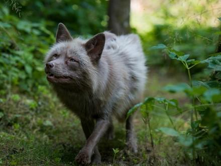 Silver fox