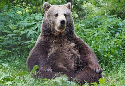 Brumca at BEAR SANCTUARY Arbesbach Brumca at BEAR SANCTUARY Arbesbach